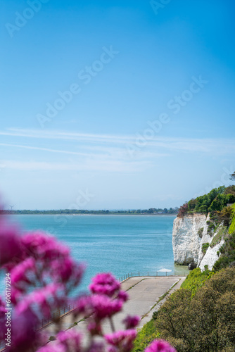 View of the white chalk cliffs towards Pegwell Bay from the west cliff Ramsgate. Red valerian flowers can be seen defocused in the foreground.