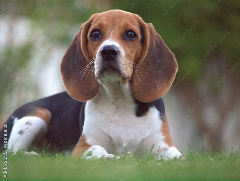 Mel, the beagle