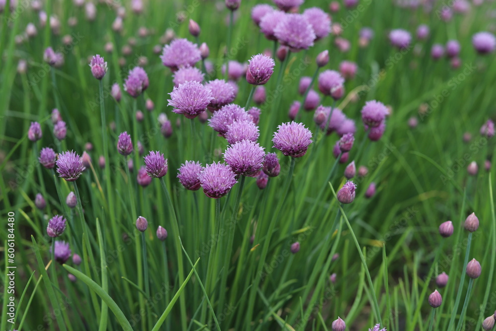 Allium schoenoprasum. Purple flower Wild Chives, Flowering Onion, Garlic Chives. Allium schoenoprasum. Purple flower Wild Chives, Flowering Onion, Garlic Chives.