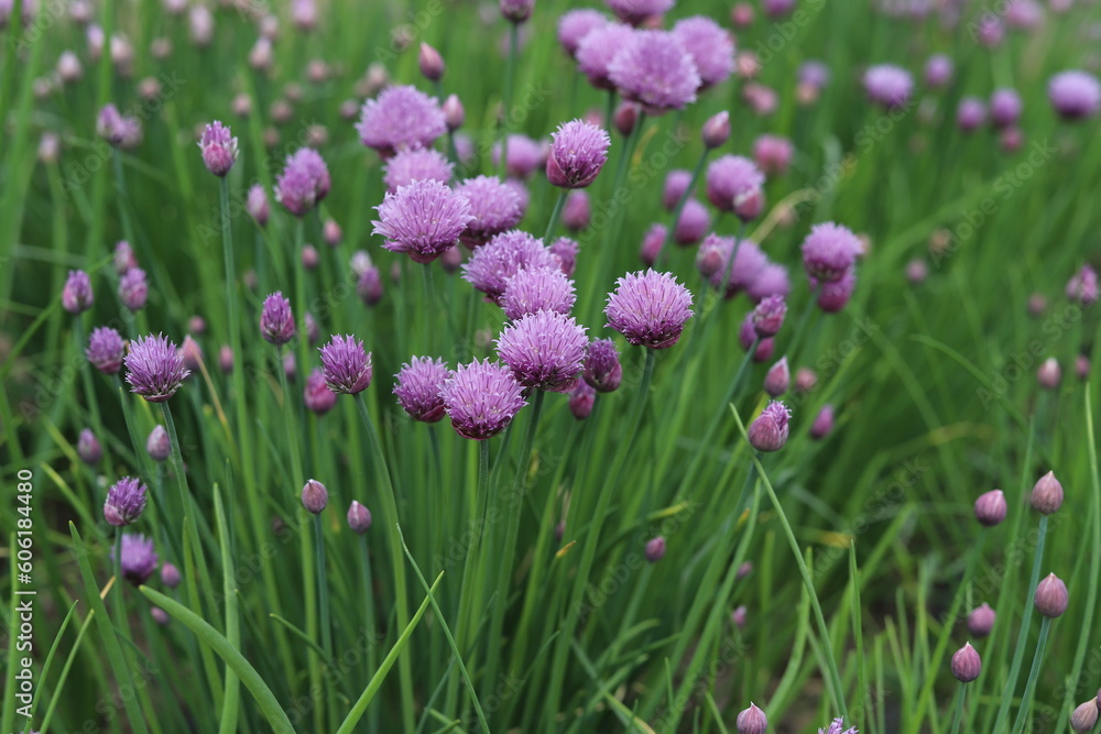 Allium schoenoprasum. Purple flower Wild Chives, Flowering Onion, Garlic Chives.