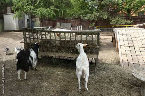 black and white goat eating hey on summer farm background