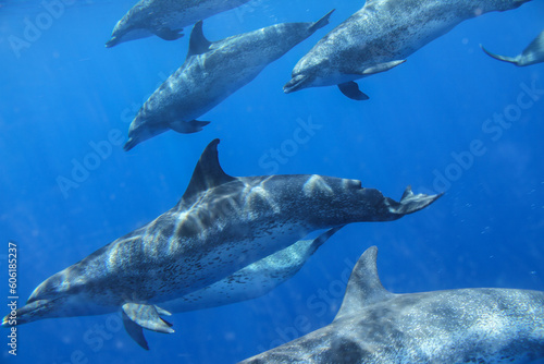 Pods of dolphins move quietly under the sea.