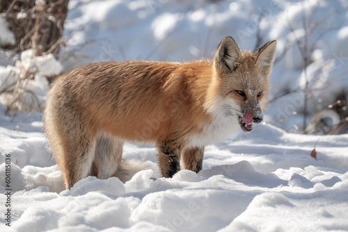 red fox vulpes