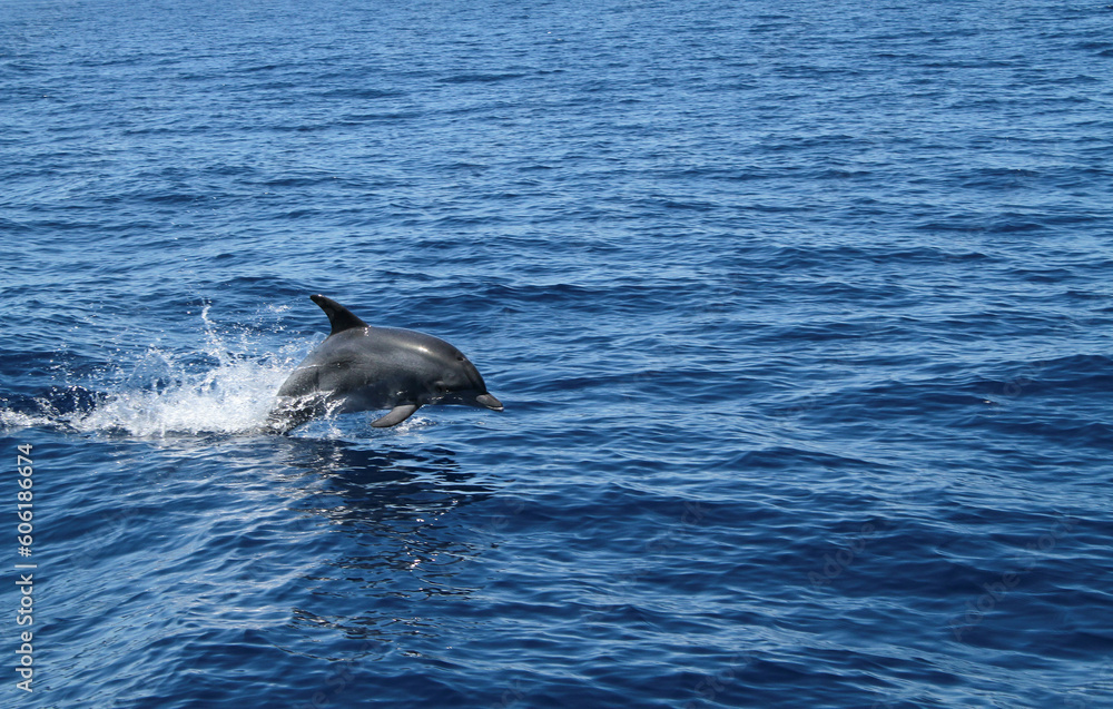 Fototapeta premium A dolphin jumps and plays happily on water .
