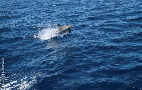 A dolphin jumps and plays happily on water in the ocean.