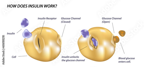 How does insulin work? How insulin helps glucose to enter the body's cells vector illustration. Cells store excess glucose for energy. How secreted insulin works in your body. how insulin effect body 