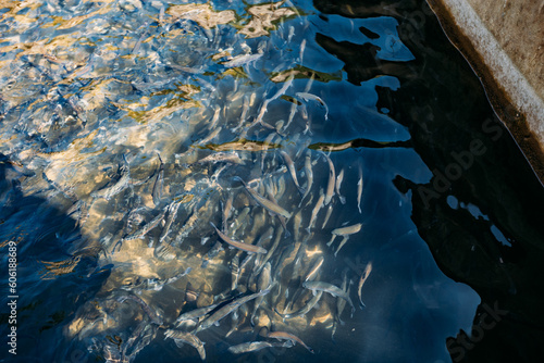 Trout fishes in fish farm