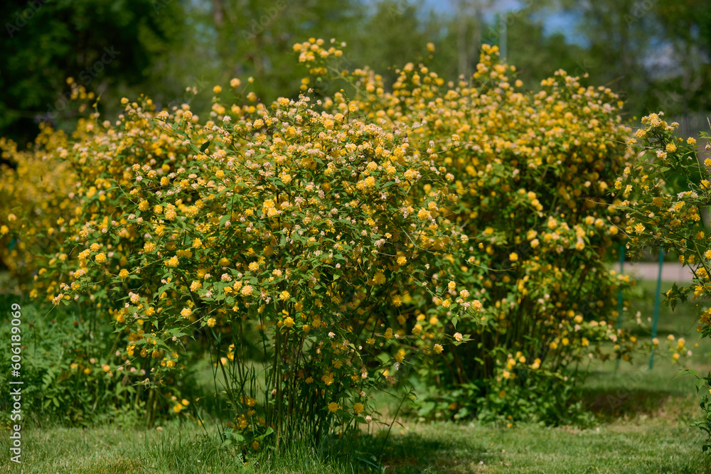 Large bush of Kerria japonica with yellow flowers in the garden on a spring day Large bush of Kerria japonica with yellow flowers in the garden on a spring day