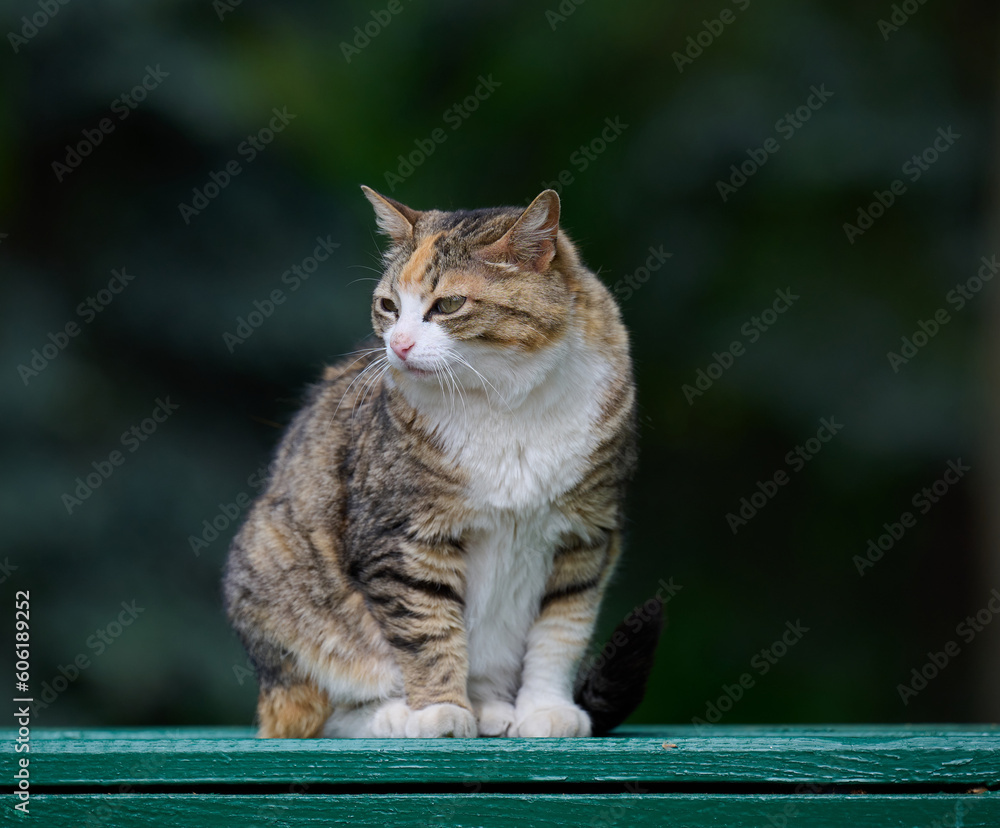 An adult street cat is relaxing in nature on a sunny day An adult street cat is relaxing in nature on a sunny day