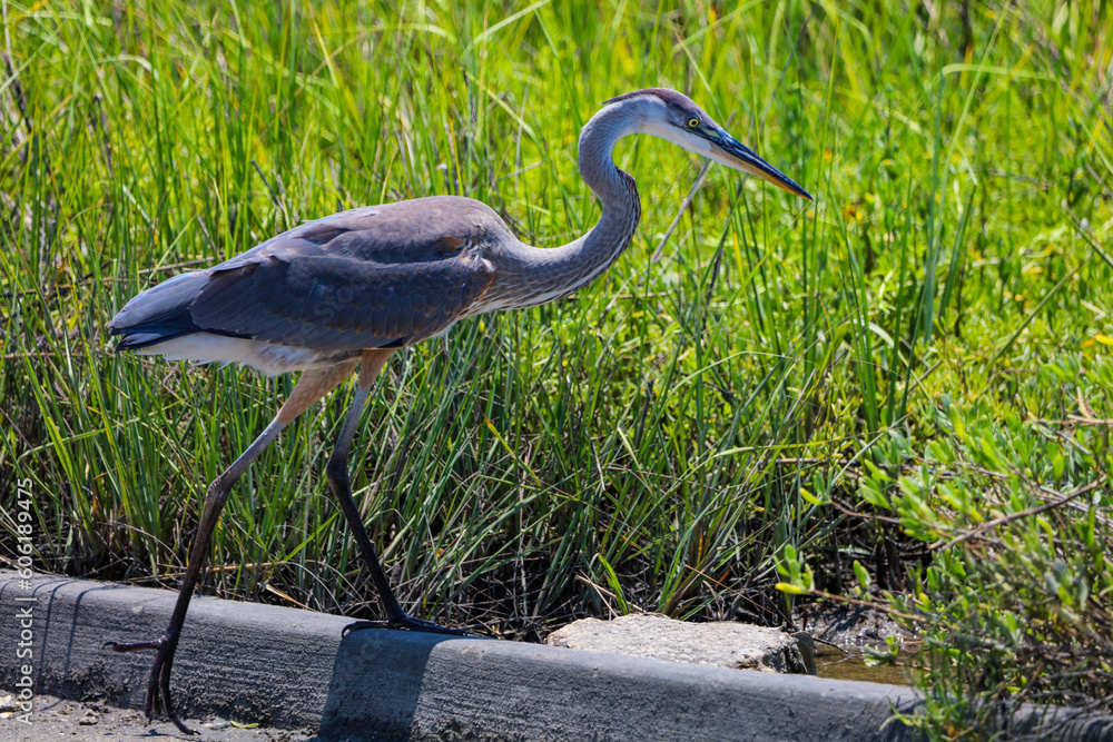 Obraz premium Great Blue Heron on a ledge