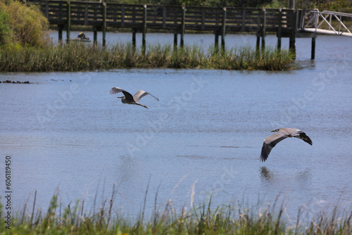 Great Blue Herons in flight