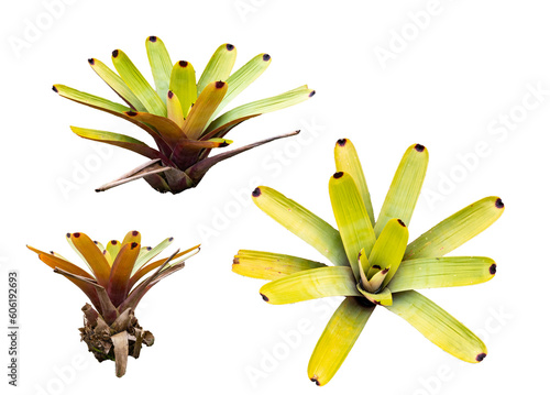 Tropical plant (Bromeliad, pineapple family) on white background photo