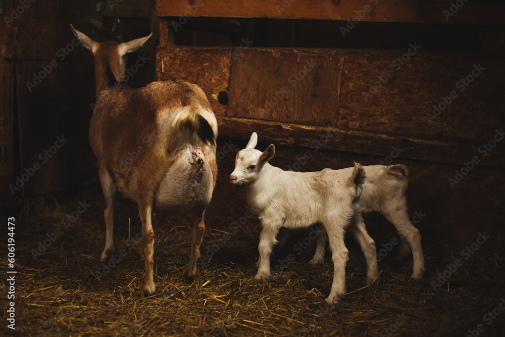 Obraz premium Baby goats on a small farm in the country. Small scale dairy goat farming in Ontario, Canada.