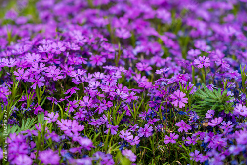 Flowers in a flowerbed Phlox subulate. Greening the urban environment. Background with selective focus