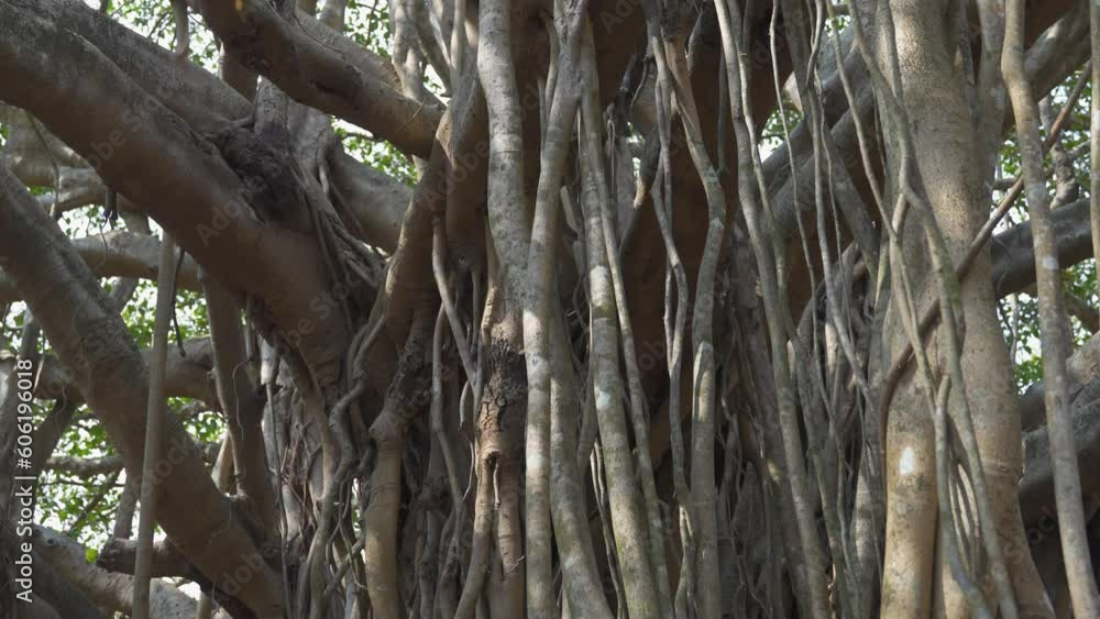 trunks of banyan trees in the sunlight trunks of banyan trees in the sunlight