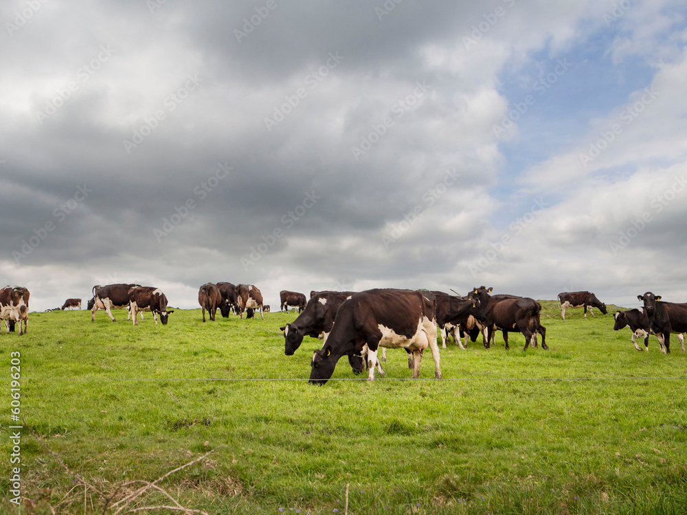 Big herd of cows in a green field, beautiful cloudy sky. Agriculture and farming industry. Barn animals in pasture. Big herd of cows in a green field, beautiful cloudy sky. Agriculture and farming industry. Barn animals in pasture.