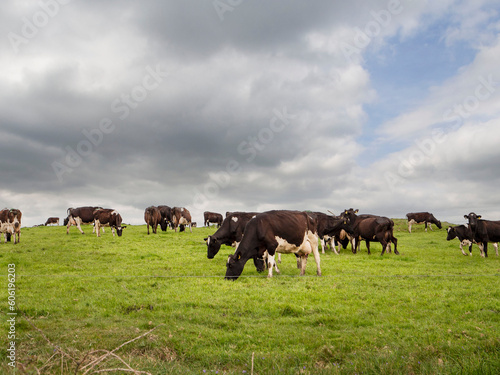Big herd of cows in a green field, beautiful cloudy sky. Agriculture and farming industry. Barn animals in pasture. © mark_gusev