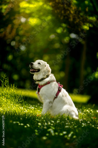 Zmęczony Pies Golden Retriever. Siedzi  na zielonej łące. Ubrany w różowe szelki © FotoEston