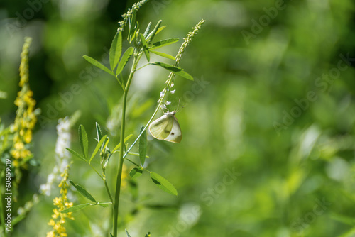 A Cabbage White Butterfly Feeding On A Plant In Summer