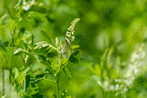 A Cabbage White Butterfly Feeding On A Plant In Summer