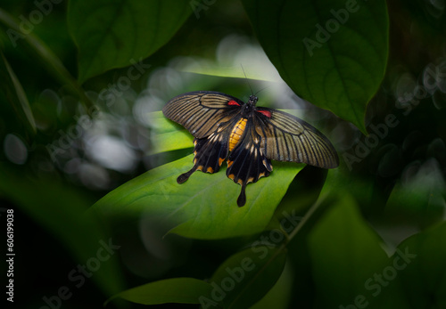 Butterfly Pachliopta jophon in a rainforest photo