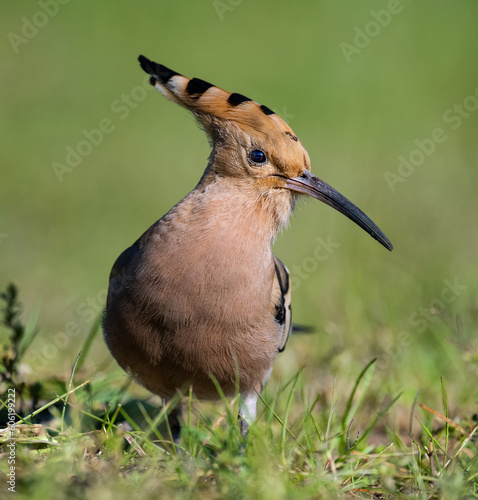 Eurasian Hoopoe