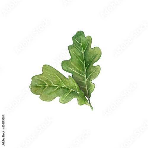 Photos Oak leaf isolated on white background