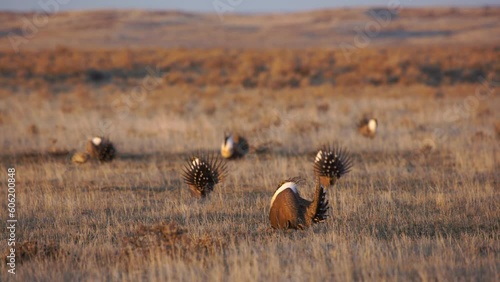 Golden dawn light illuminates dancing male sage grouse on breeding lek