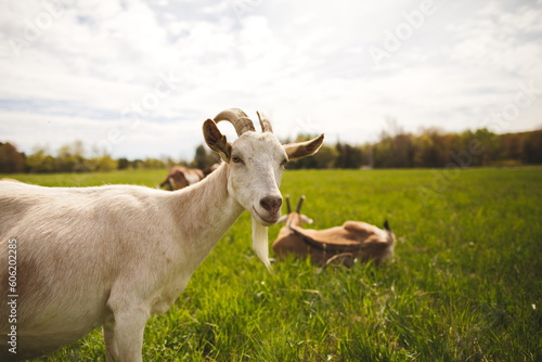 Baby goats on a small farm in the country. Small scale dairy goat farming in Ontario, Canada.