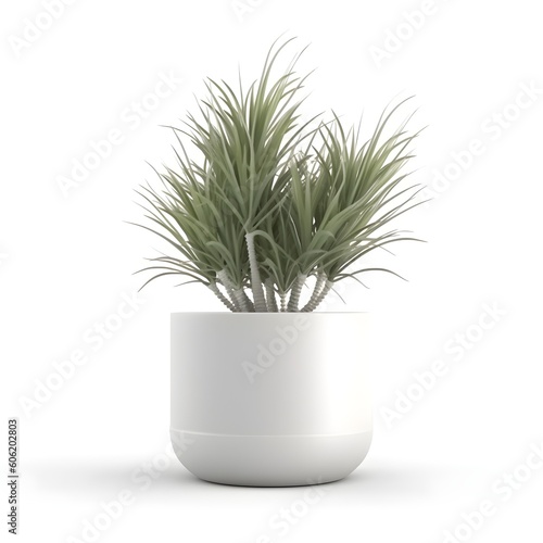 tropical plant in a white pot on a white background
