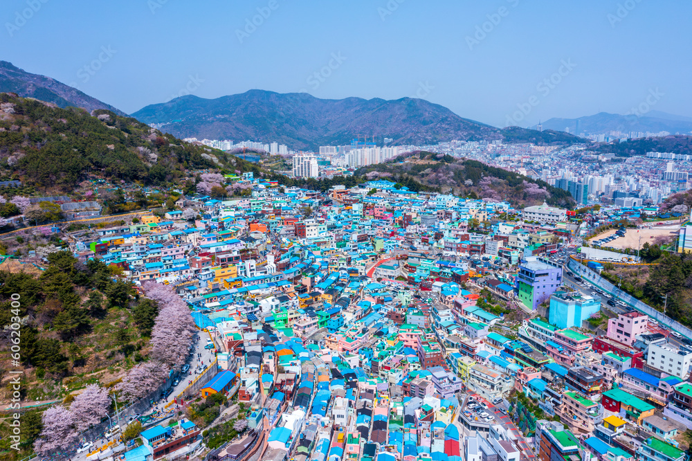 Aerial view of Gamcheon Culture Village And beautiful cherry blossom in spring at Busan city South Korea