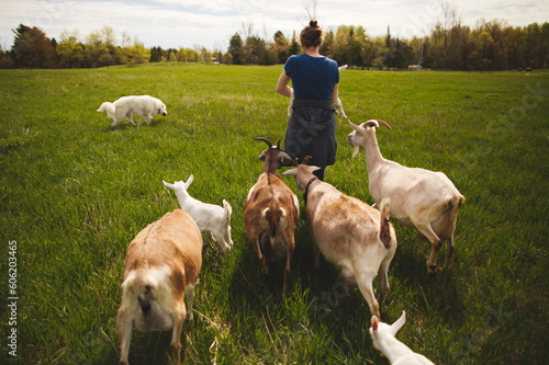 Baby goats on a small farm in the country. Small scale dairy goat farming in Ontario, Canada.