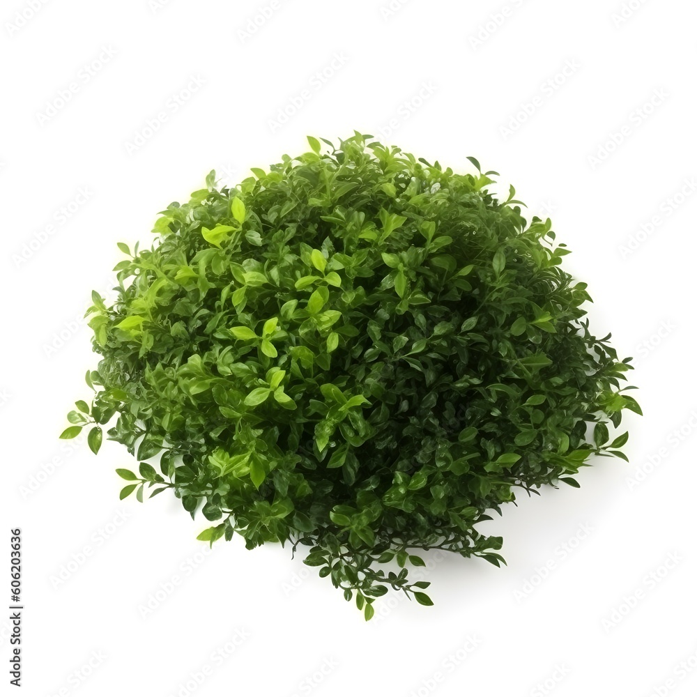 Obraz premium green bush on white background