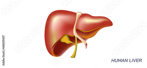 Realistic Healthy human liver vector illustration. Liver illustration for medicine booklets, Medical poster and banners, students study material, anatomy explanations etc.