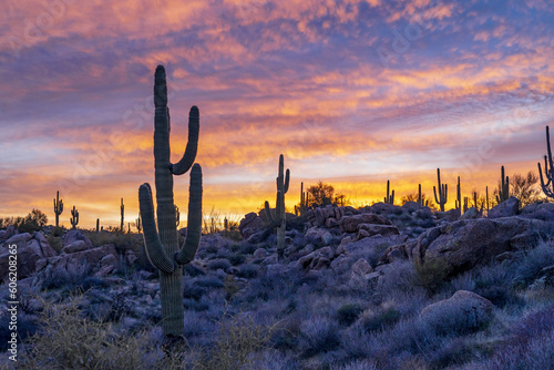 Desert Sunrise Landscape on Hill With Cactus & Boulders