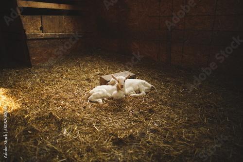 Baby goats on a small farm in the country. Small scale dairy goat farming in Ontario  Canada.