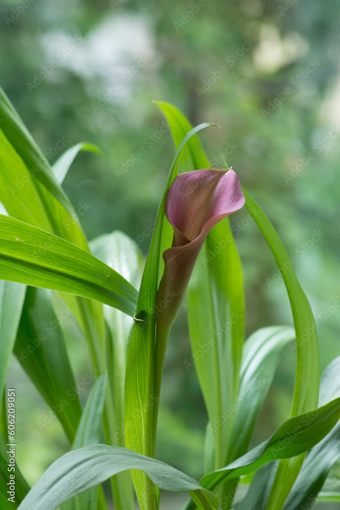 Obraz premium 紫色のカラーの花