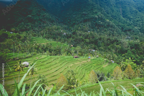 Rice terraces, rice farms in the middle of the jungle in Bali, Indonesia