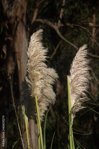 grass in the wind