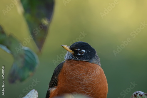 American Robin closeup portrait