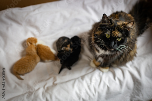 Fototapeta Naklejka Na Ścianę i Meble -  Mom cat with a newborn kitten on the bed.