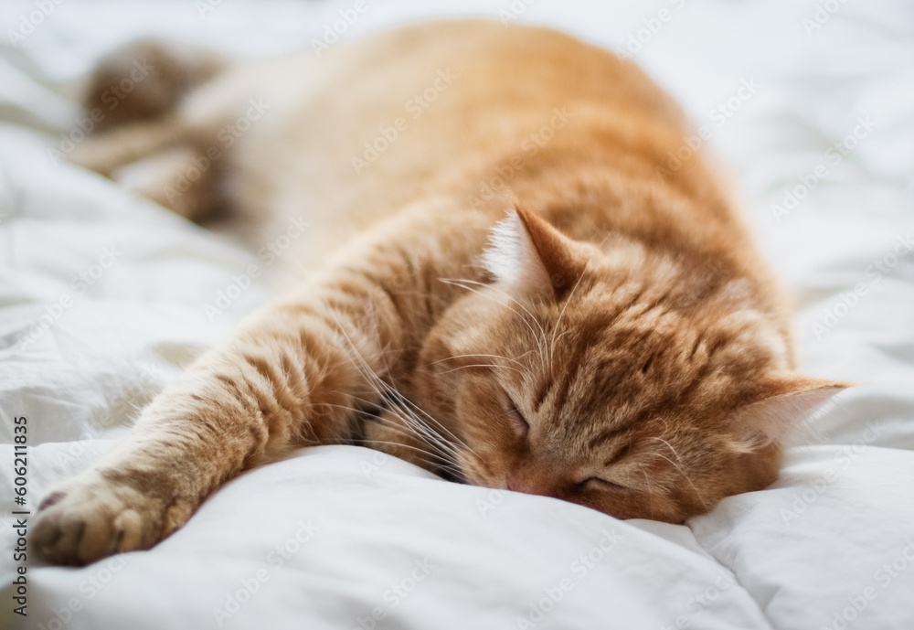 Portrait of a red pedigreed cat sleeping with his paw stretched forward on a white duvet