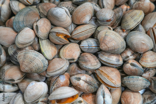 fresh raw clams as seafood background