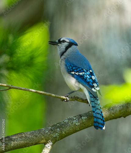 blue jay standing on the tree