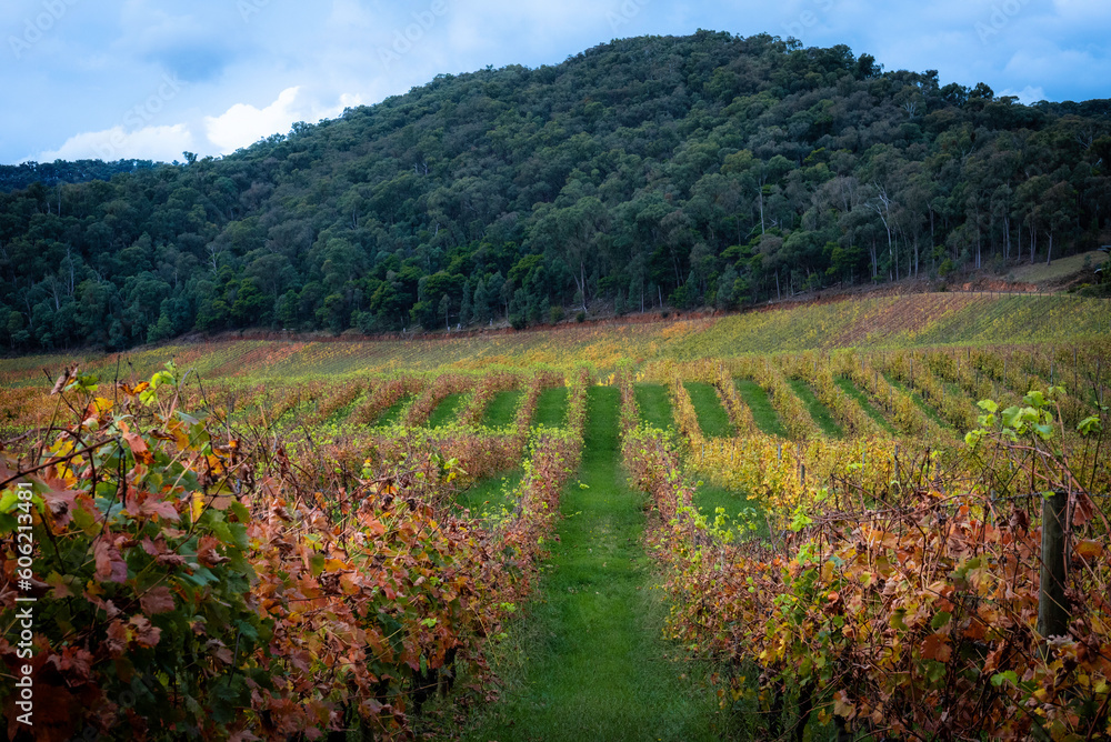 Obraz premium vineyard in autumn