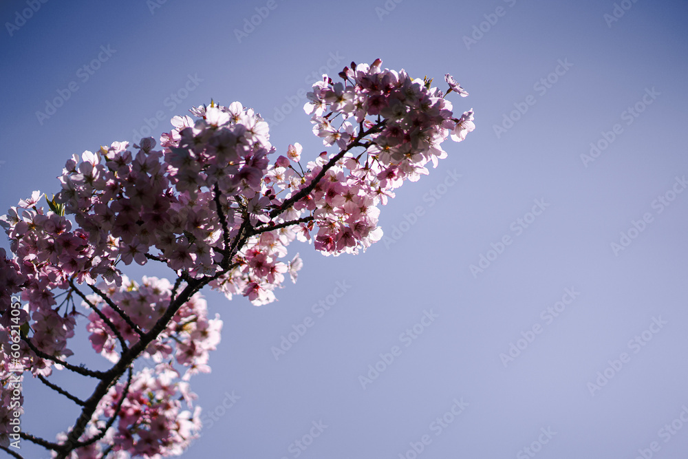Pink Japanese Cherry blossoms in San Francisco Tea Garden Pink Japanese Cherry blossoms in San Francisco Tea Garden