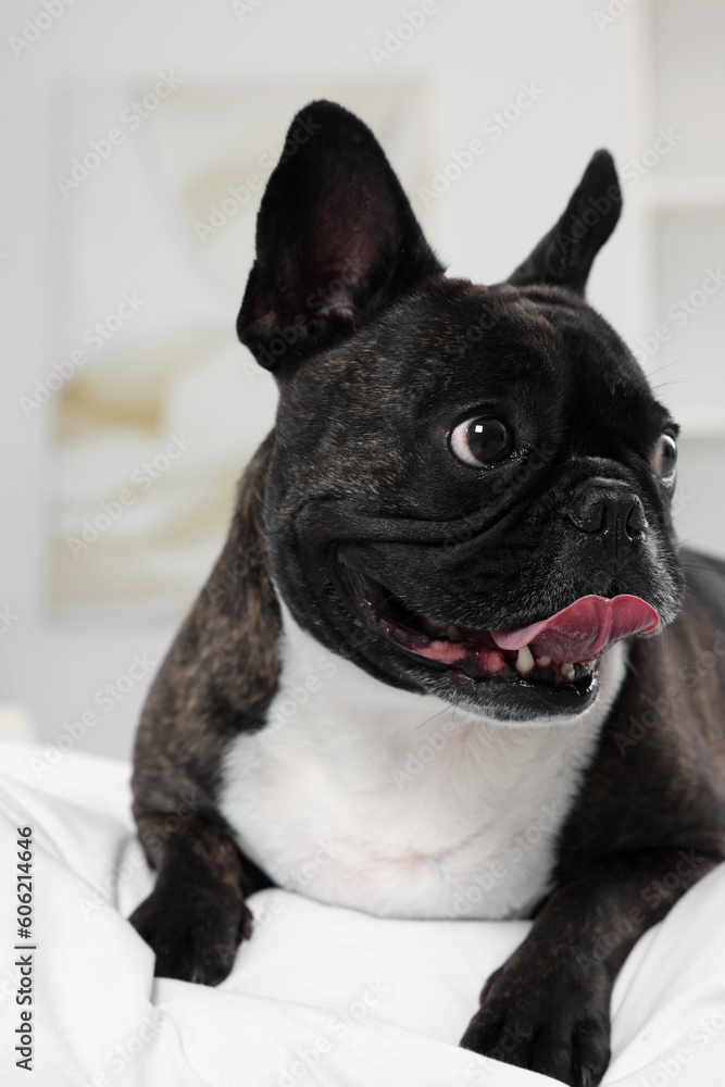 Adorable French Bulldog lying on bed indoors. Lovely pet