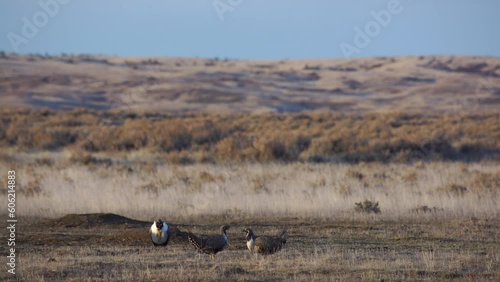 Two male sage grouse face off in light of rising sun on Montana prairie photo