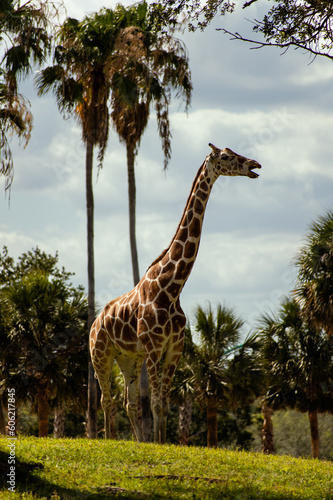 giraffe in the wild with palm trees in the background 