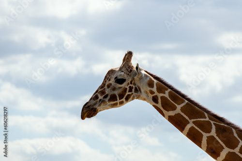 giraffe head against the sky  © BeeBatch